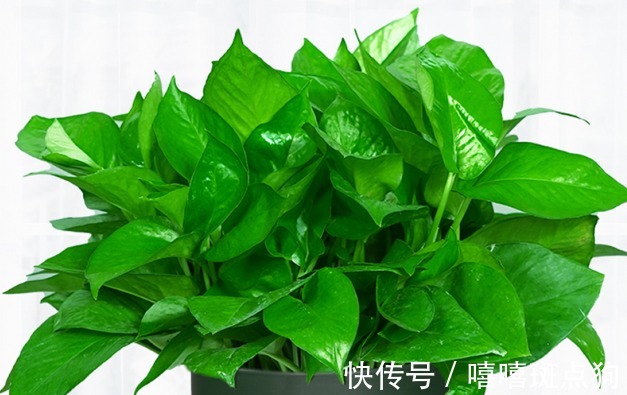 翠绿|养殖绿萝和吊兰,只需记住四个方法,不但长势快发芽还多