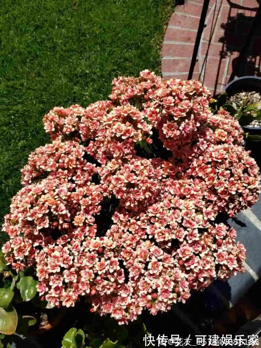 花花|“折腾不死”的10种花,咋养都爆盆,懒人最适合!