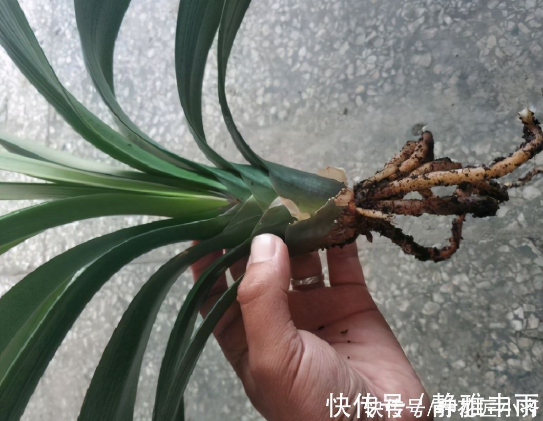 河沙|君子兰如果在夏季烂根,不用怕,用这方法还能长新根