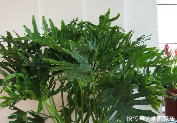 养护|4种花养在房间，能减少“病菌”，空气清新少生病还特别好养护