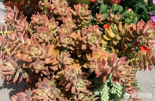 徒长的多肉还能恢复原样吗?