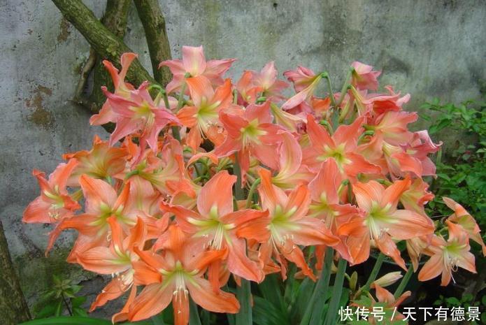 想养朱顶红,避开“2个坑”,买到对版的,年年能开花