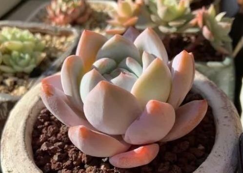 胖娃|多肉干瘪好像小老头?原因有三种,学会了顺利过冬,长成小胖娃!