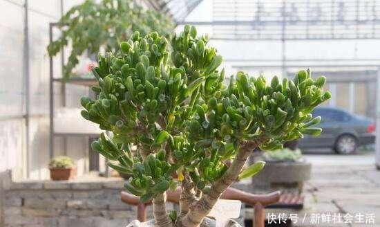 家里养盆吸财树,既招财又好看,养成老桩还能当盆景!