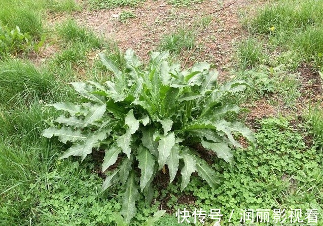 大黄|祛疤痕最有效的方子!2味小药,却能四两拨千斤,既简单又奇效!