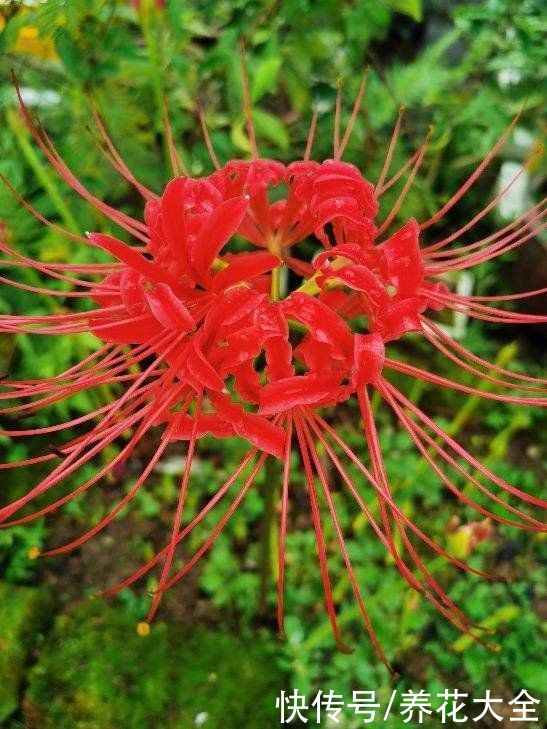 80种常见花，花谱整理好了，以后识花不求人