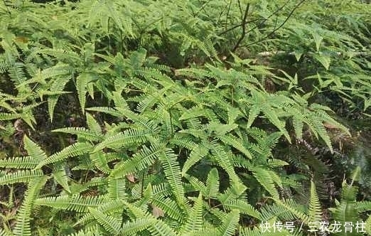 此植物叫芒萁,以前是烧火的好材料,现在被遗忘,越来越少见了