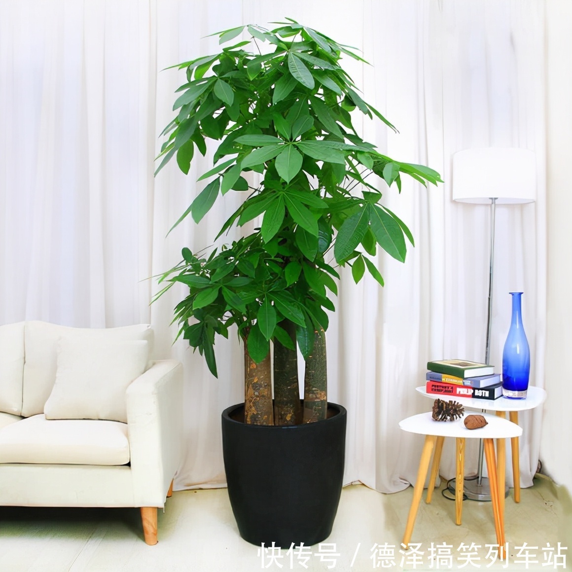 虎皮兰|九大“健康花”,建议大家养一盆,干净漂亮又吉祥