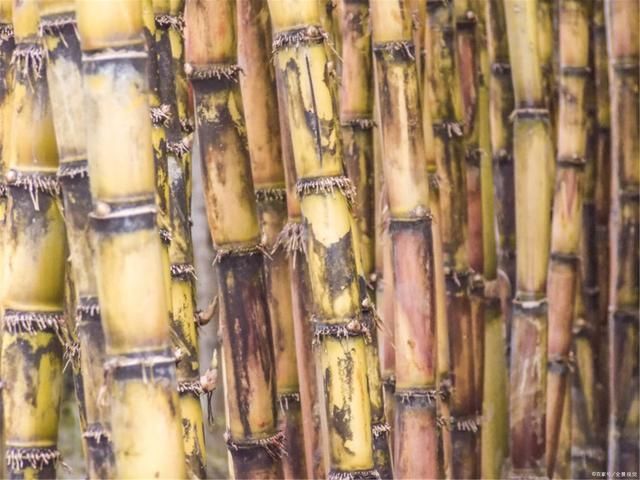  买甘蔗时，请记住“5点”，保证好吃不浪费，蔗农都赞你是内行
