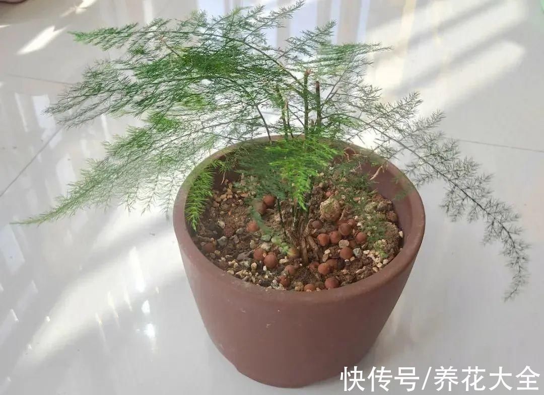 养花大棚倒闭,“贵货花”路边扔了一地,后悔没带个大麻袋