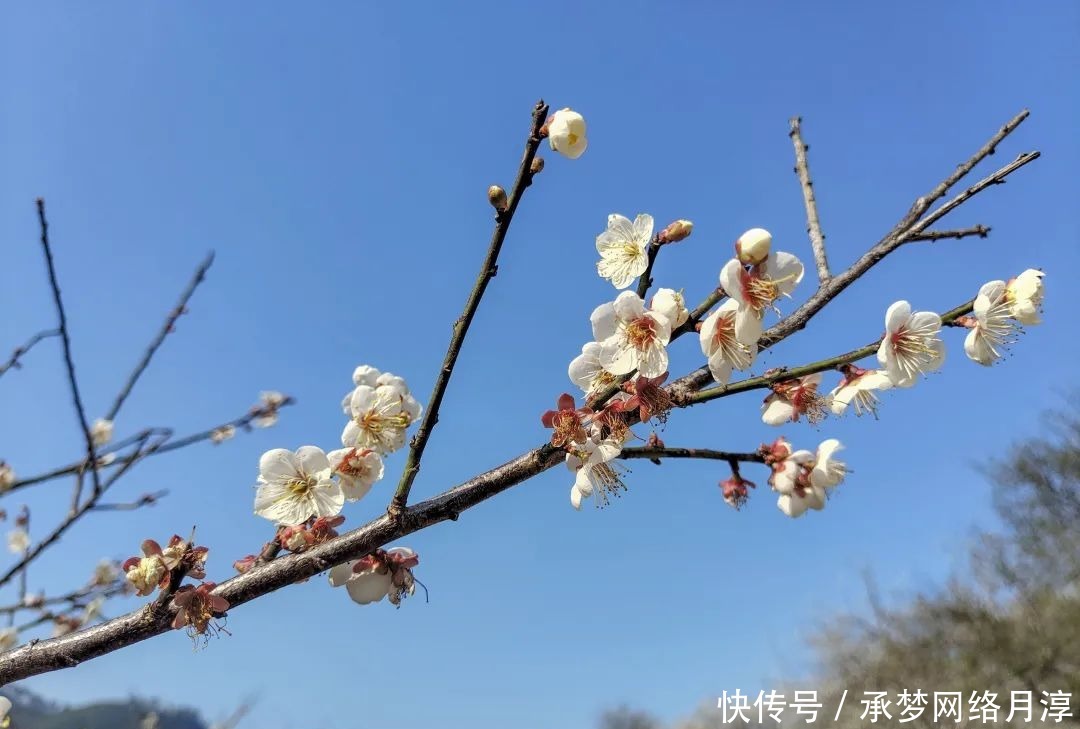 老年|【美图】小编带您赏万亩青梅花海