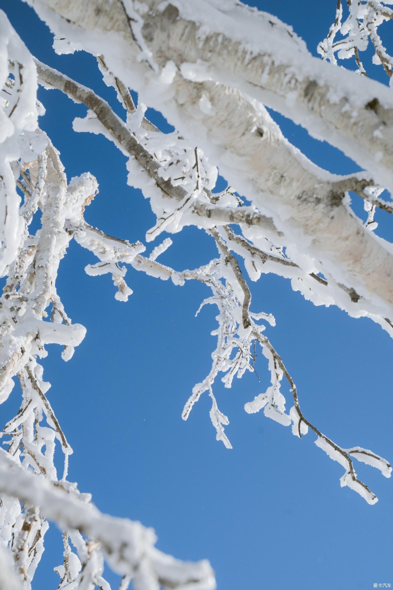 老年|在寂静雪原 遇见雪花真实的形状