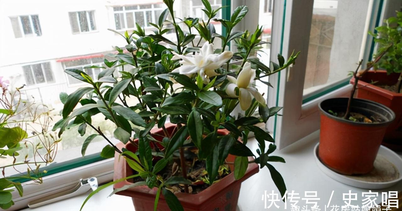 盆栽栀子花价格差别大,它们区别也大,新手养栀子花该如何选择?