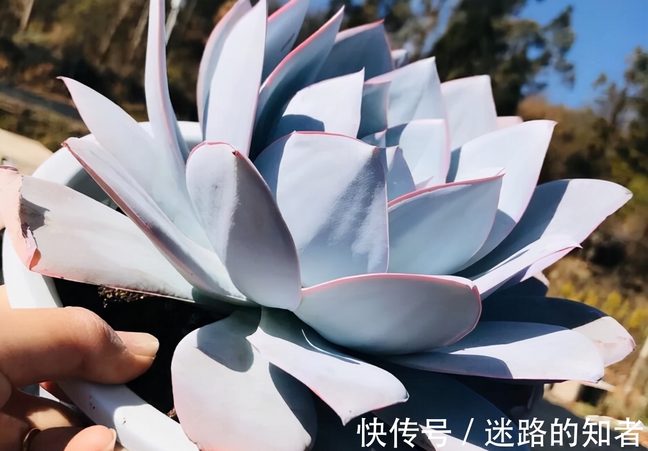 仙气十足的3款多肉,号称薄叶三仙,适合室内养护的也就广寒宫了