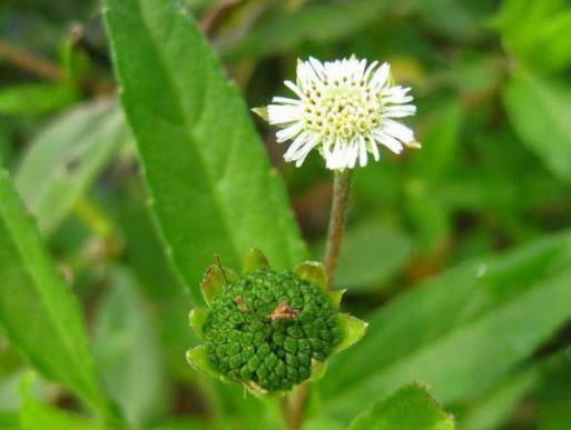  泡水|3斤黄芪不如1两“它”，坚持泡水喝，肝脏“舒服”的不得了