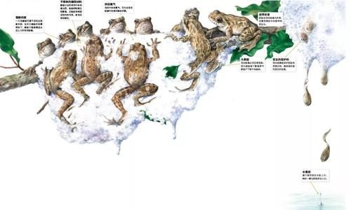 许多雄蛙一起用腿搅打出泡沫 竟是为了给一只雌蛙的后代建水景房 快资讯