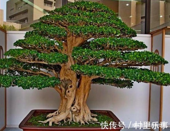 “3种树”养客厅,芳香浓郁还杀菌,连“清新剂”都不用买了!