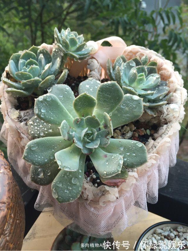 烂根|夏天养花,别做几种“险事”,避免养一盆烂一盆