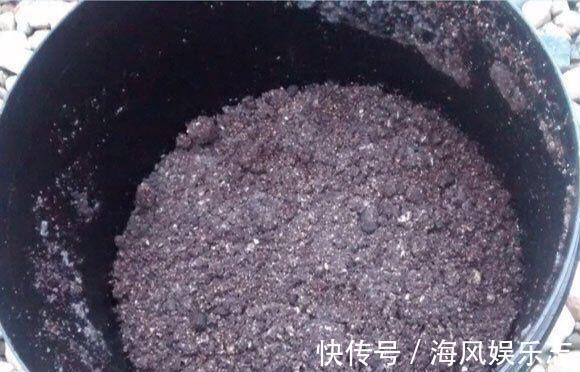 有机肥|养花用什么土好这样“用土”,土不板结,茁壮生长,开花很旺