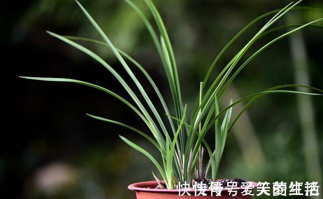 兰株|兰花弱苗复壮，仅仅是施肥吗？主要的技巧有这几点