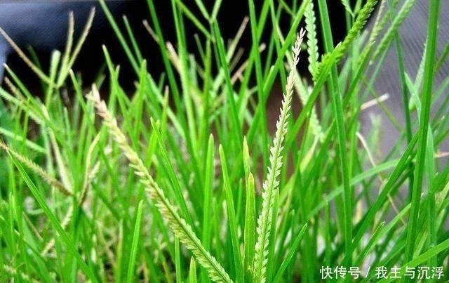 根茎|路边常见的牛筋草,生命力旺盛又结实,不能小瞧作用多