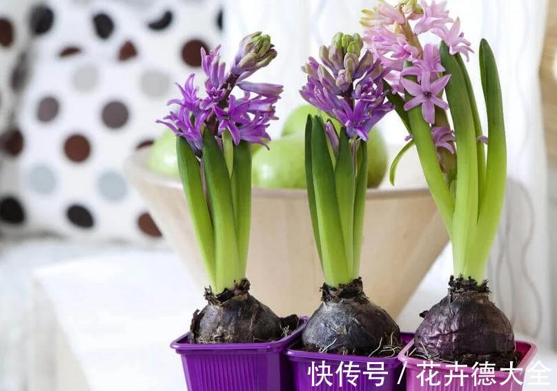 养护|适合秋季养殖的3种球根植物，阳台盆栽，2个月就开花，美极了