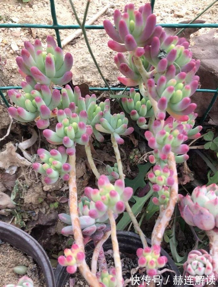 艾伦|姐姐养了9年的多肉,没有买肥就用它,个个长成精!
