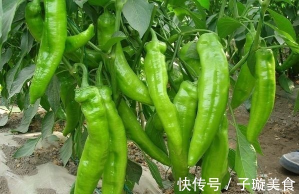 青椒青椒|人到中年想长寿,多吃三种食物,提高免疫力,早吃早好