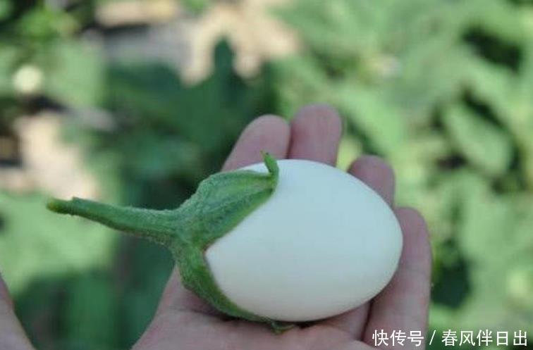 阳台养盆“鸡蛋”,生长快结果多,3天采摘1次,够全家吃!