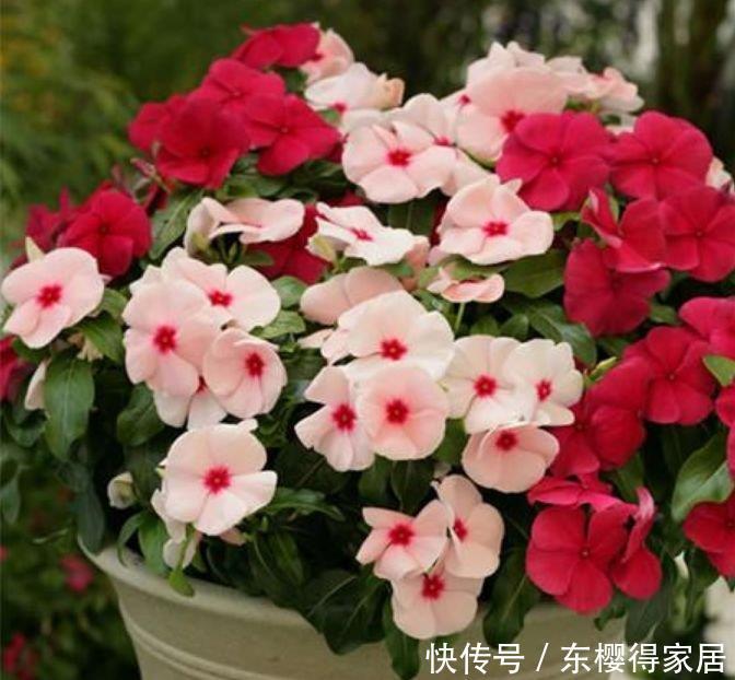 4种花便宜又好养,10元2盆,家里变花海,花色漂亮