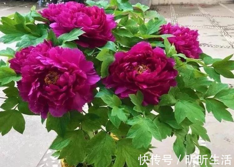 漂亮|几种花,开花漂亮又好养,美爆了,叶子漂亮,还能开花