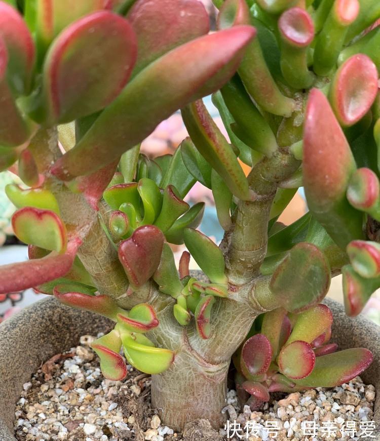 客厅|客厅见树,十家九富,6种富贵树,随便养一盆,子孙一直富