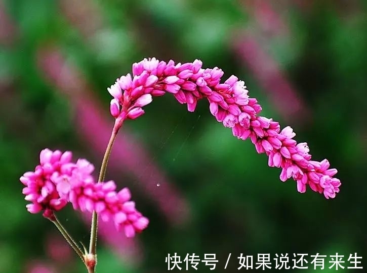 红蓼花!成束之美!难得一见!