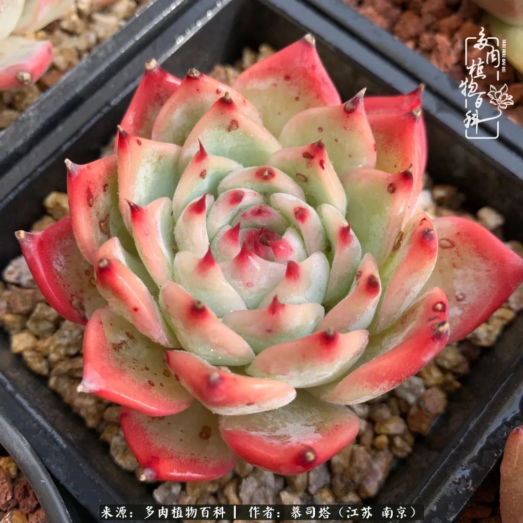 当多肉小白磕上吉娃娃!把自己都要美哭了!