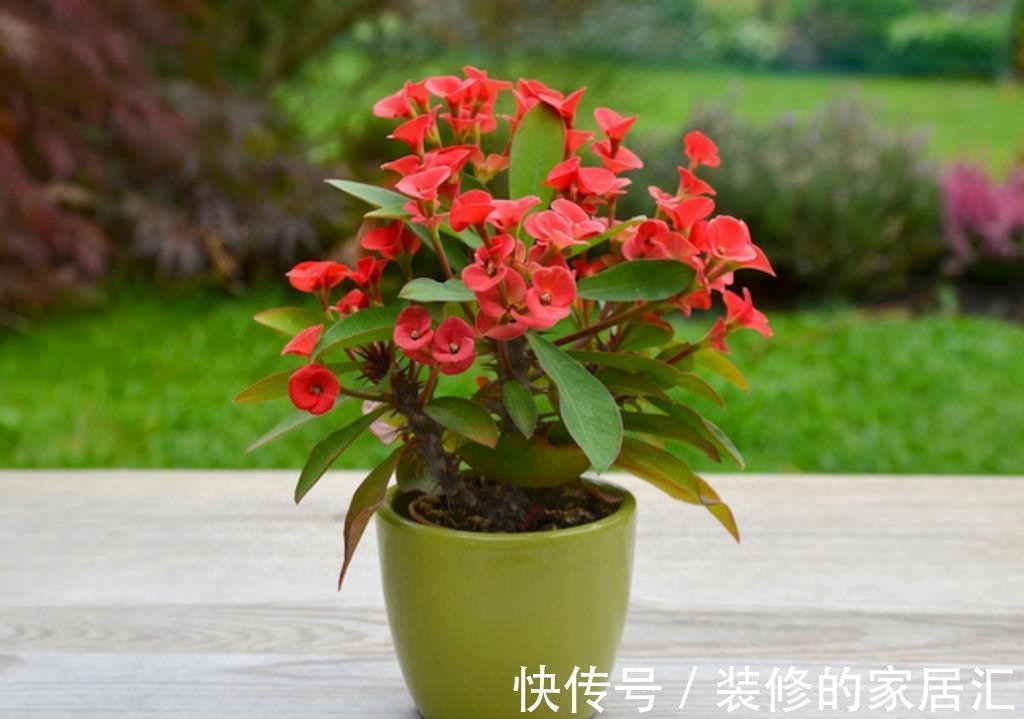 适合穷养的“5种花”,用小盆,少管一些更利于生长和开花