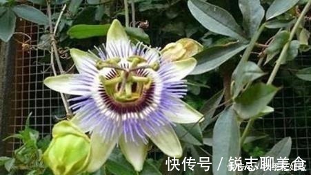 娇艳|此花十分娇艳芳香四溢,是一种令人畏惧的吃人植物,代表着迷乱