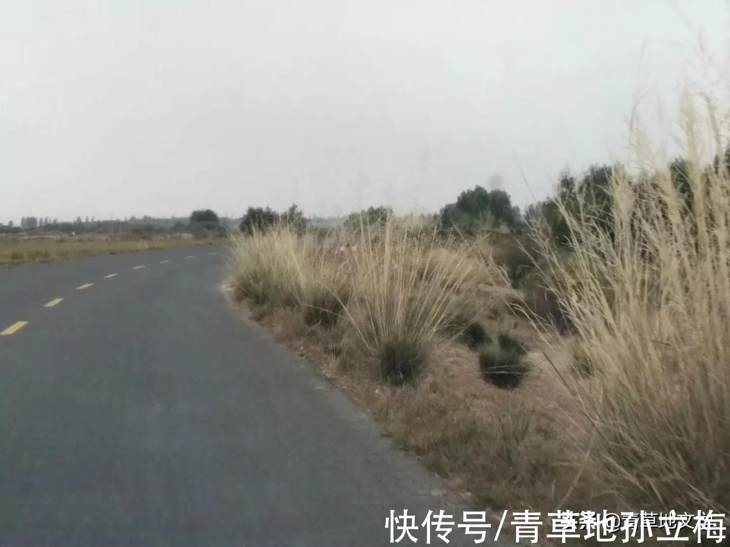 梭梭林@屠申泽，今日芦花又飞雪(组诗)