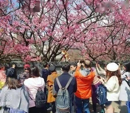 帅柴比樱花还抢眼球，变网帅吸引大批游客拍照！