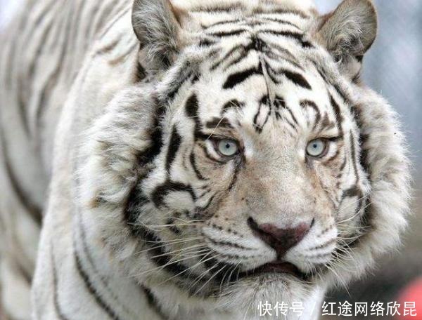 糊涂|司马懿的几个片段真真假假，不能细想，越想越糊涂