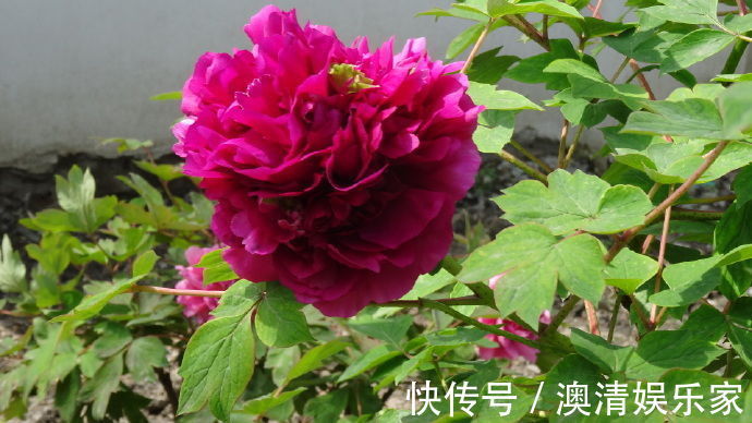 喜欢牡丹,不如养盆“牡丹珍品”髙杆红,花色艳丽,美艳可人