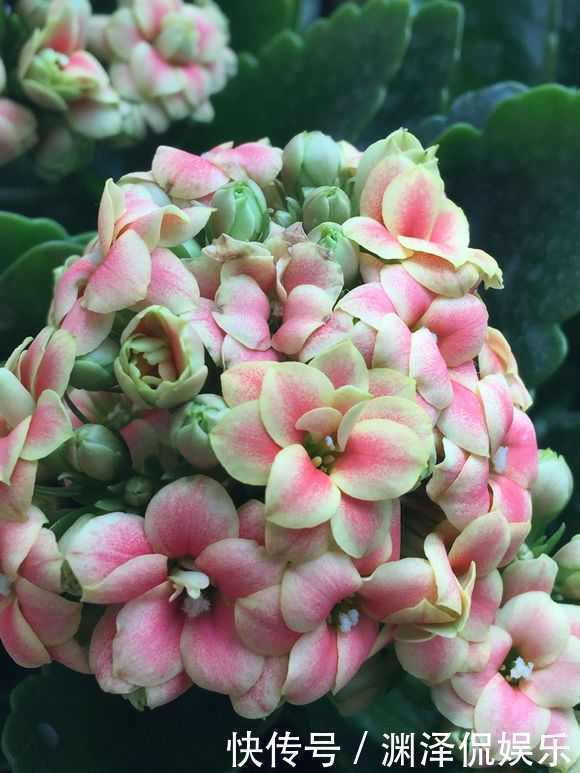 风信子|盛夏养花,就养这4款四季能开花,颜值高,又好养的花,懒人大爱