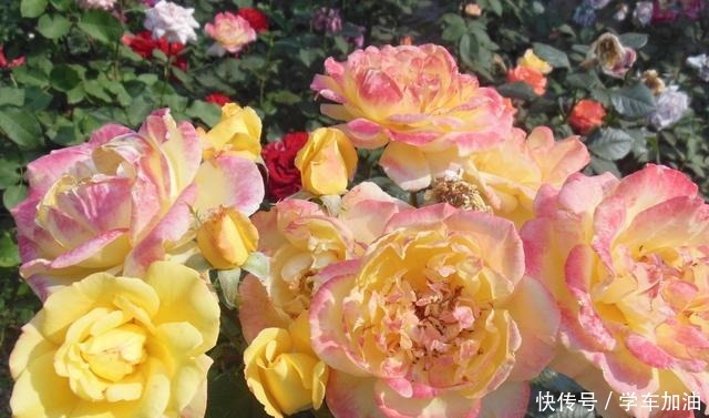 这三种“高级花”遇水易疯长，比牡丹“艳丽”，大户人家最爱养！