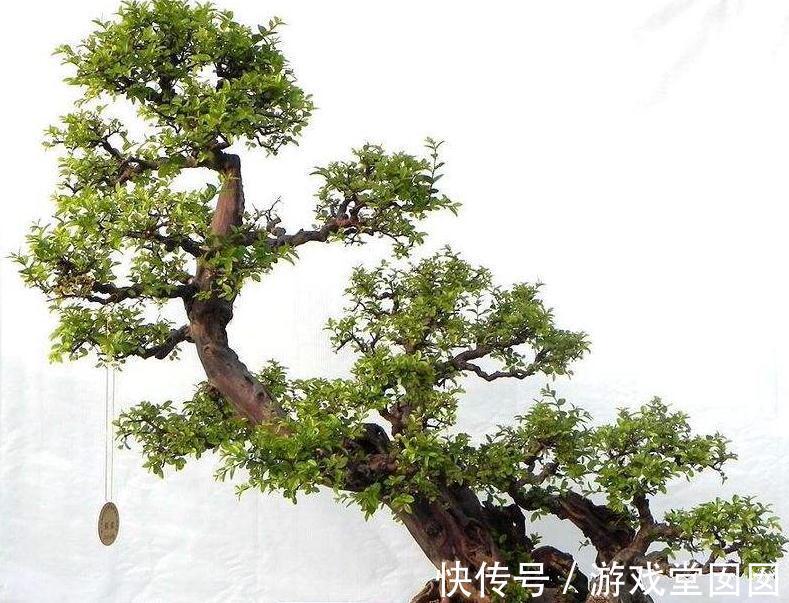 盆景枝条长得慢,几个小妙招快速增粗盆景枝条