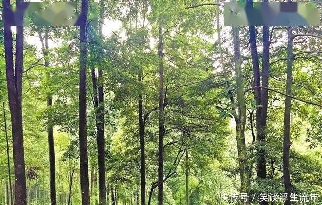 爱上永川丨隐藏在花桥的独特“珍宝”