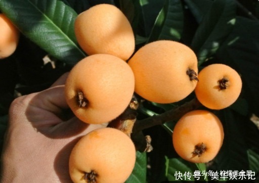  天然|它才是天然的“甘草片”，止咳防感冒，香甜又多汁，现在正成熟！