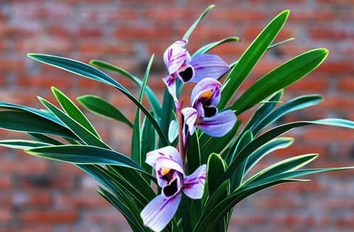  仙气|花色最浪漫的兰花，花苞仙气十足，花香浓郁，色艺双绝，值得入手