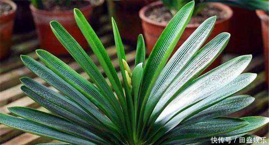 光照|君子兰有“4怕”,难怪叶子长歪还夹箭,学会了叶片光亮顺利开花