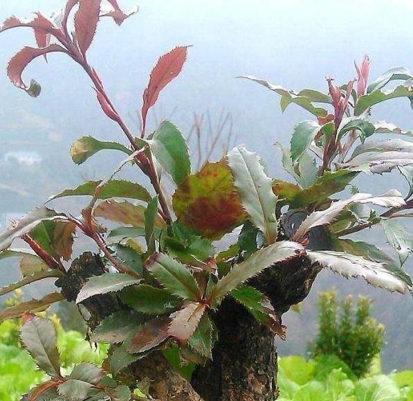 这“3种树”可了不起,比花要美,比5号香水要好闻,养1盆赚大了