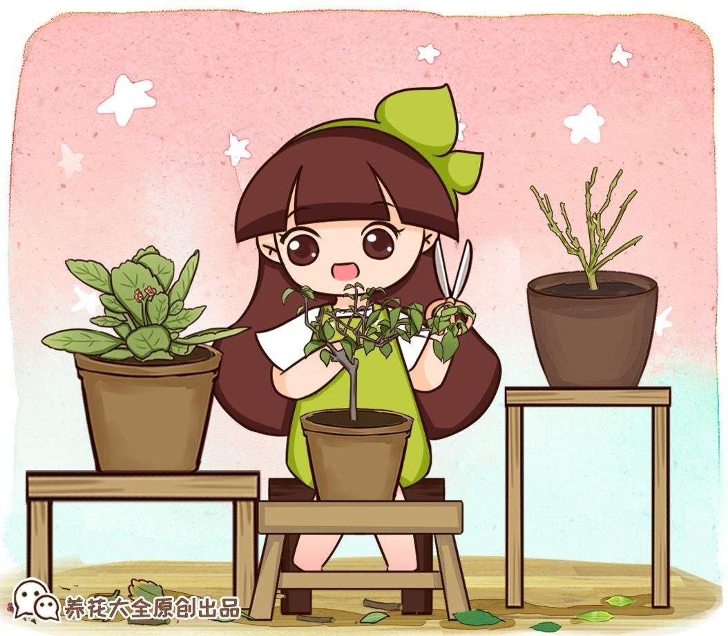 修剪|养长寿花，抓住最后的打顶时机，再晚今年不开花