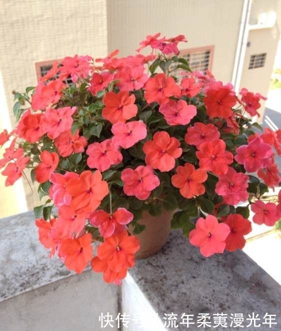 喜欢玫瑰,不如养盆“菊中珍品”盘龙金桂,似金玉圆球,优雅霸气